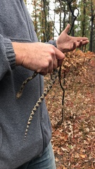 Pituophis melanoleucus melanoleucus