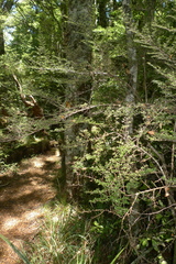 Coprosma microcarpa