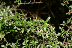 Coprosma microcarpa