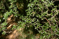 Coprosma microcarpa