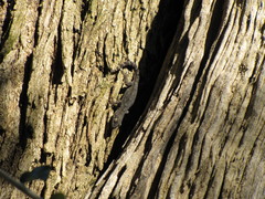 Mediodactylus kotschyi