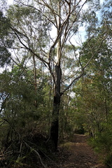 Eucalyptus smithii, photograph (c) Max Campbell, some rights reserved (CC BY)