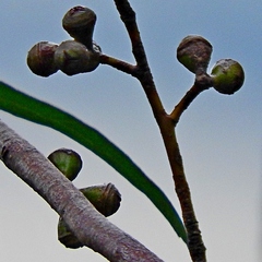 Eucalyptus smithii
