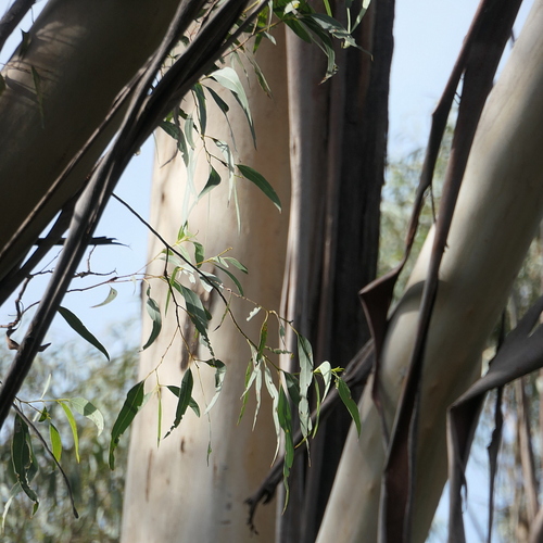 Eucalyptus smithii, photograph 2