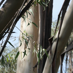 Eucalyptus smithii, photograph (c) Max Campbell, some rights reserved (CC BY)