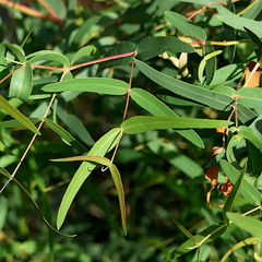 Eucalyptus smithii, photograph (c) Max Campbell, some rights reserved (CC BY)