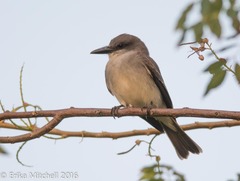 Gray Kingbird photo 3