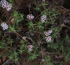 Crassula pruinosa