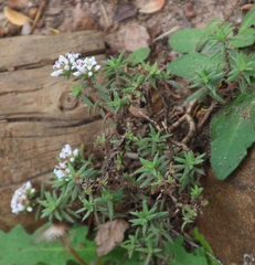 Crassula pruinosa