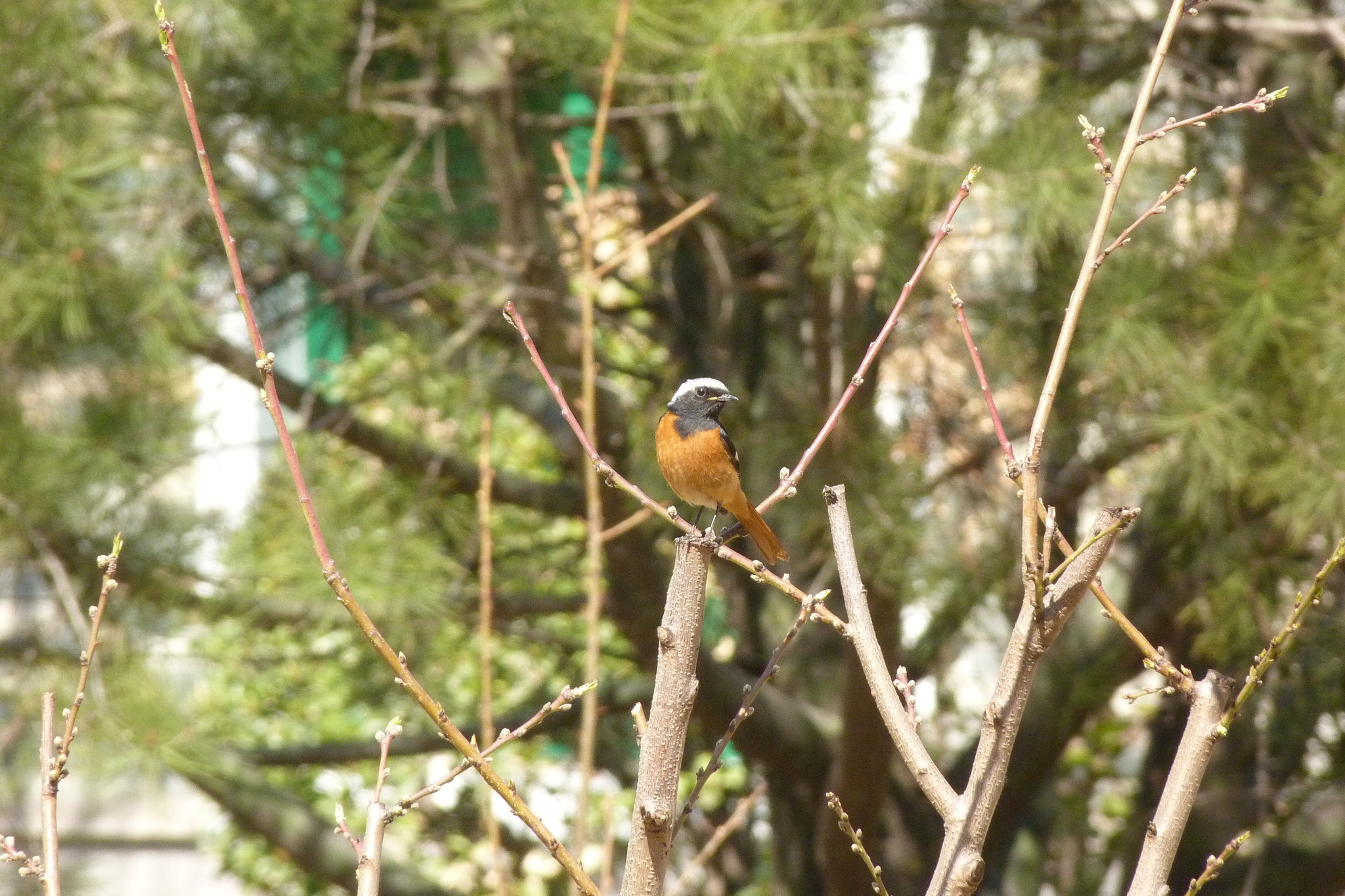 Daurian Redstart