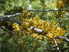 Arceuthobium abietinum