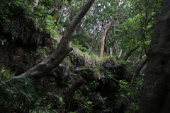 Carex lancea