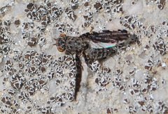 Callopistromyia strigula