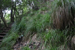 Carex lancea
