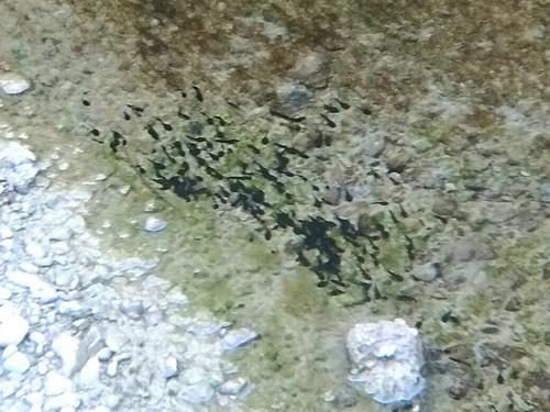 Taiwan Common Toad, Yuzhang Road, Fuli Township, Hualien County, Taiwan 983, photo 10 of 10