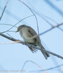 Turdus nudigenis