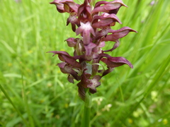Anacamptis coriophora