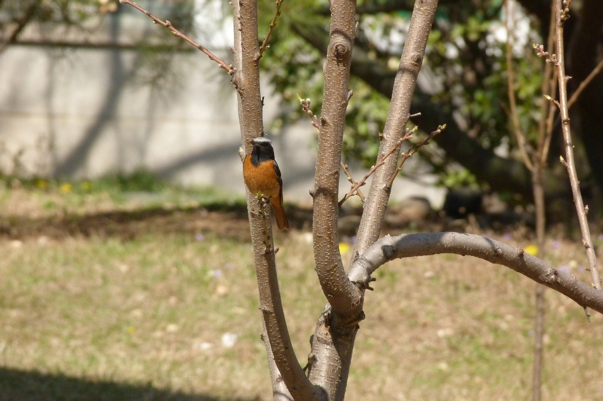 Daurian Redstart