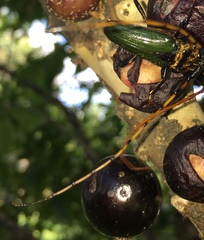 Retrachydes thoracicus