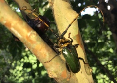 Retrachydes thoracicus