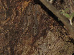 Mediodactylus kotschyi