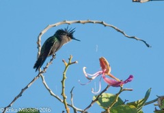 Orthorhyncus cristatus