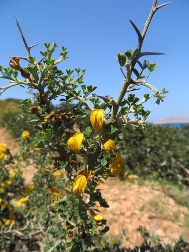 Spiny Broom