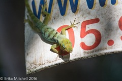 Anolis roquet salinei