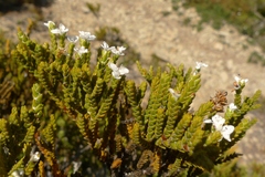Veronica tetragona