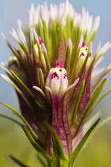 Castilleja densiflora