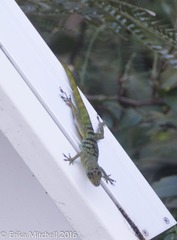 Anolis roquet salinei