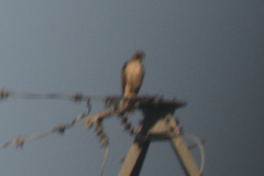 Buteo jamaicensis