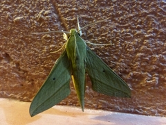 Xylophanes crotonis