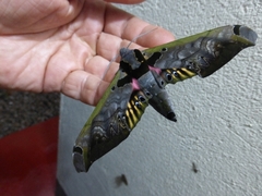 Adhemarius sexoculata
