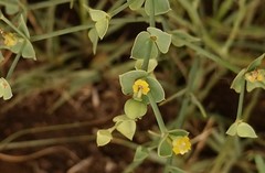 Euphorbia striata