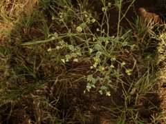 Euphorbia striata