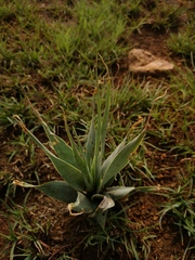 Ledebouria marginata
