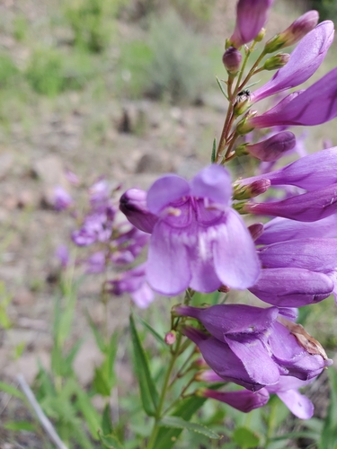 Image of Penstemon venustus by no rights reserved