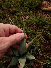 Ledebouria marginata