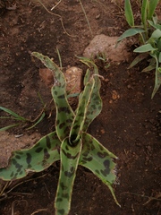 Ledebouria luteola