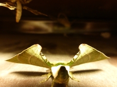 Xylophanes crotonis