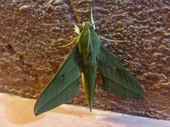 Xylophanes crotonis