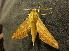 Xylophanes crotonis