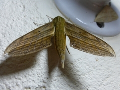 Xylophanes crotonis