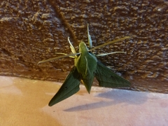 Xylophanes crotonis
