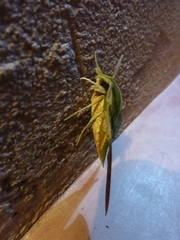 Xylophanes crotonis