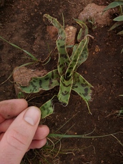 Ledebouria luteola
