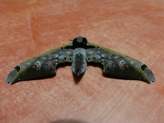 Adhemarius sexoculata