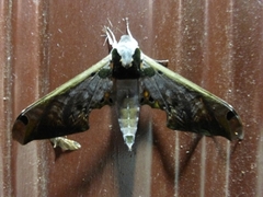 Adhemarius sexoculata