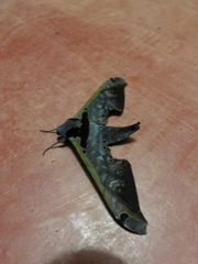 Adhemarius sexoculata